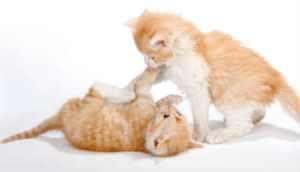 Two little red kittins having a play fight